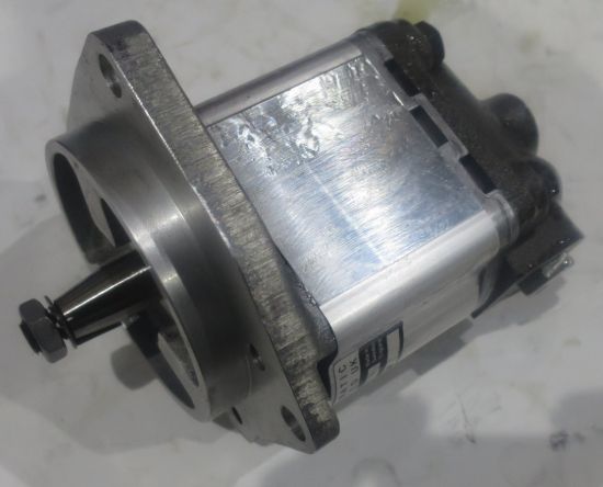 Picture of C15L DORSET STEER. 08496