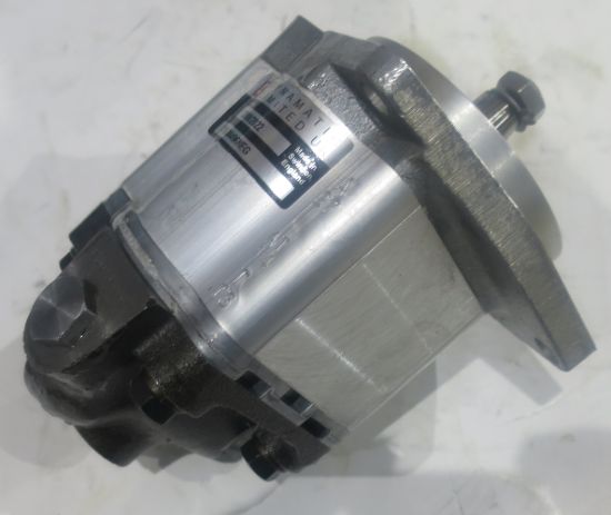 Picture of C15L DORSET STEER. 08496